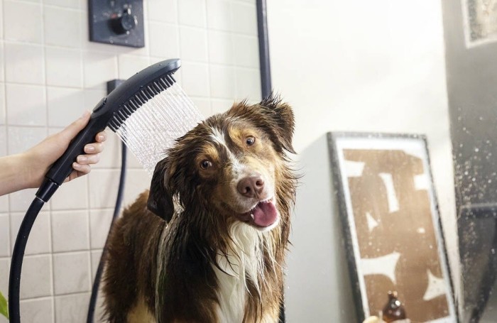 Душ для собак с массажной струей DogShower Hansgrohe, белый арт. 26640700