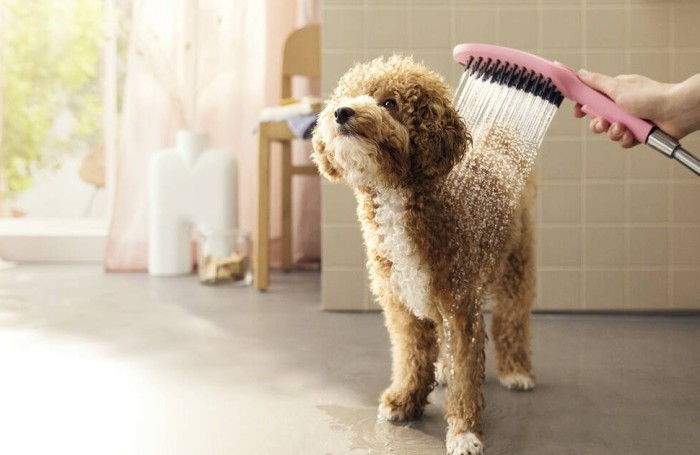 Душ для собак с массажной струей DogShower Hansgrohe, черный арт. 26640670