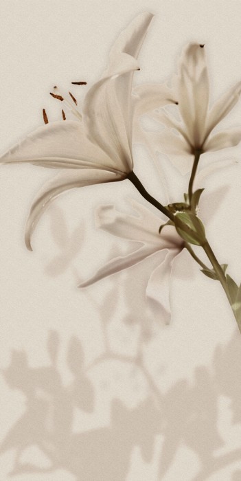 Плитка decoro lilium (6pz) 60x120 GARDENIA ORCHIDEA Gioia арт. PF09651